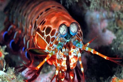 Top 10 Colorful Ocean Creatures Depth World