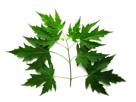 Acer Saccharinum Silver Maple Leaves Virens Latin For Greening