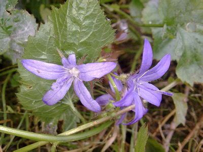 Vine with purple flowers 5 petals. What's this? : Grows on You