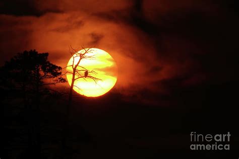 Sunset Contemplation Photograph By Teresa McGill Fine Art America