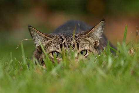 Los Gatos Pueden Llegar A Cazar 70 Especies De Animales Silvestres