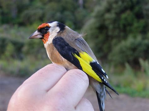 Bird Info New Zealand Bird Feeding Study 20112016