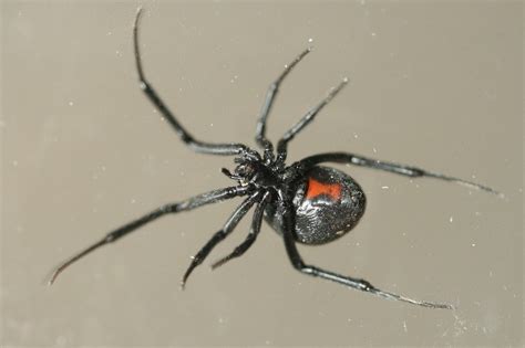 Zwarte Weduwe Latrodectus Mactans Natuurwijzer