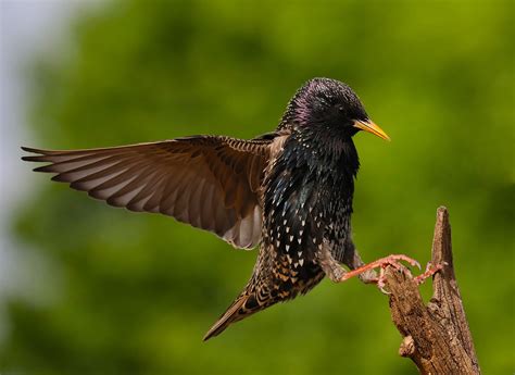 Details Common Starling Birdguides