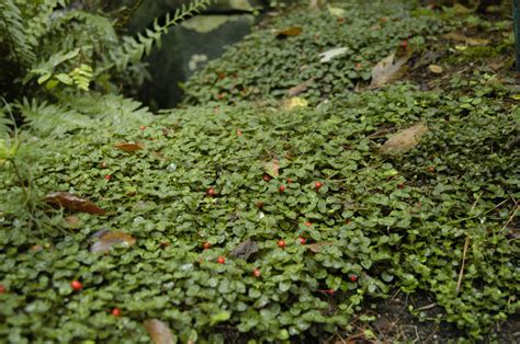 Partridgeberry Evergreen Groundcover For Deep Shady Areas What