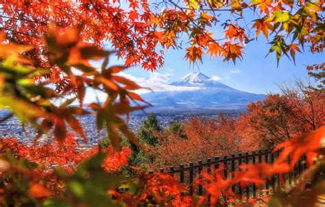 Wallpaper Autumn Leaves Trees Branches The Fence Mountain The