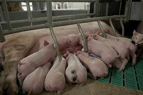 Is There One Method Fits All To Measure Sow Herd Efficiency Pig Progress