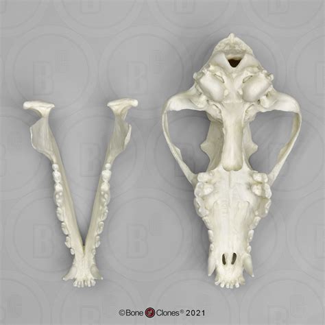 Red Wolf Skull Bone Clones Inc Osteological Reproductions