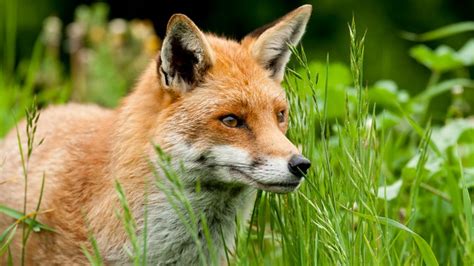 Rabid Fox Found Near Virginia Beach Oceanfront