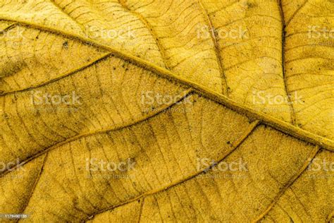 Back Side Of Dry Teak Leaf Texture Stock Photo Download Image Now