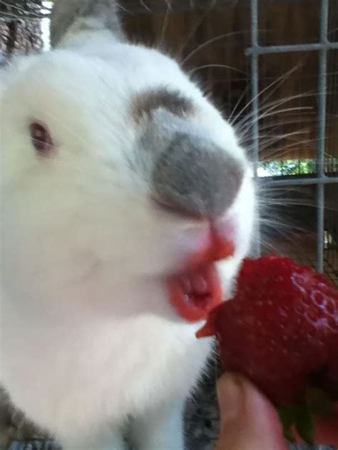 Awesome Piczanimals Eating Berries Look Like Horror Movie Monsters