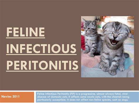 Feline Infectious Peritonitis Dr Brahmbhatt`s Class Handouts