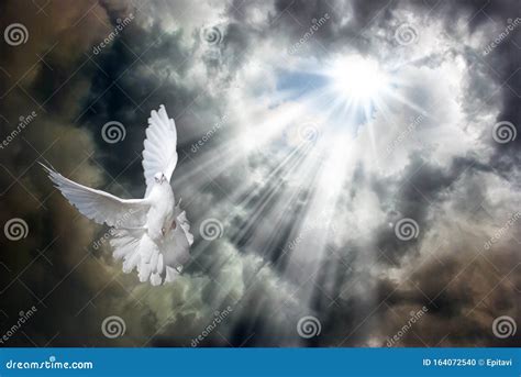 Flying Dove Royalty Free Stock Photo 15097455