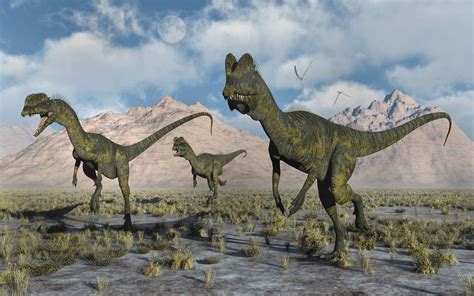 Dilophosaurus Facts Habitat Pictures And Diet