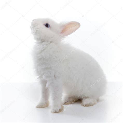 White Rabbit Isolated On White Background — Stock Photo © Artjazz 40579629