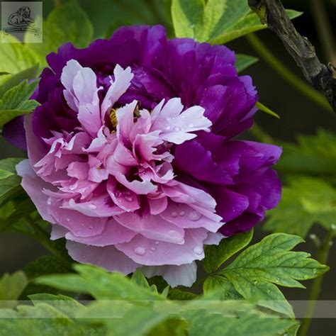 Maybe you would like to learn more about one of these? Rare New 'Za Gu' Pink Purple Peony Tree Flower Seeds 5 ...