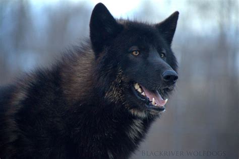 Our Wolfdogs Blackriver Wolfdogs