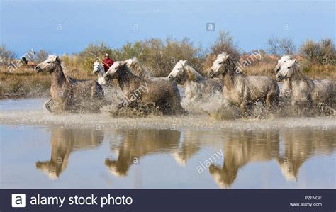 Camargue Horses And Gardian Camargue France Stock Photo Alamy