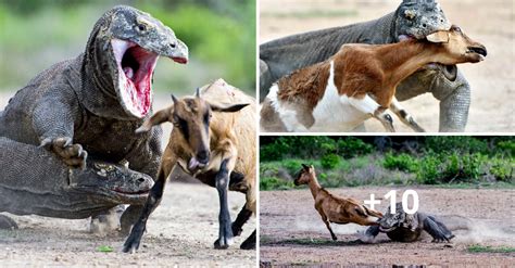 A Pair Of Massive Komodo Dragons Hunt A Hapless Goat