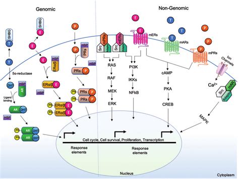Overview Of Signal Transduction Pathways And Signaling Molecules Hot Sex Picture