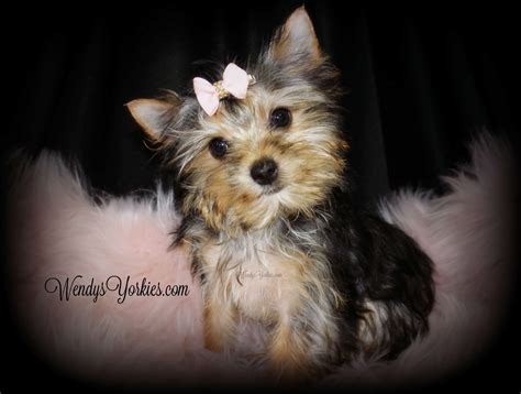 Most teacup yorkies are very very expensive so i don't think you'll find one for free. Female Teacup Yorkie Puppies For Sale in TX | Wendys Yorkies