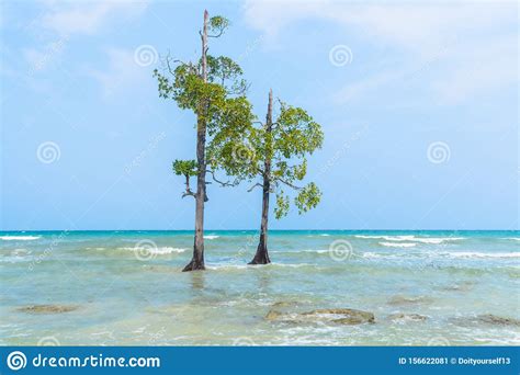 Mangrove Tree Beach Stock Image Image Of Earth Ecological 156622081