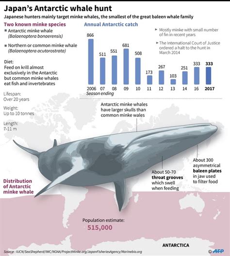 Japan Kills 333 Whales In Annual Antarctic Hunt Despite Global