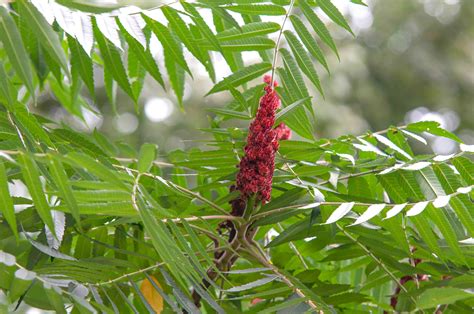 Smooth Sumac Rhus Glabra Care And Growing Guide