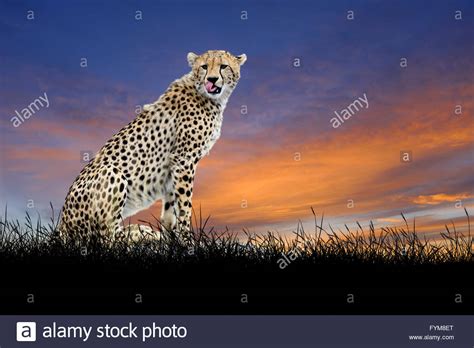 Sunset Cheetah High Resolution Stock Photography And Images Alamy