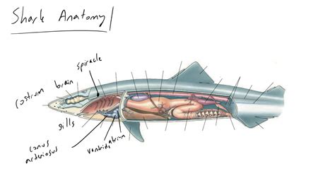 Female Shark Anatomy