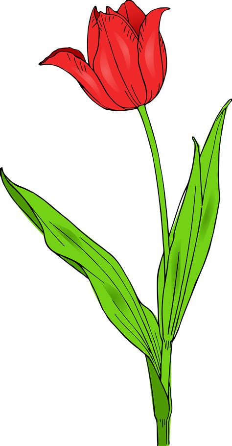 Free Yellow Tulip Cliparts Download Free Yellow Tulip Cliparts Png
