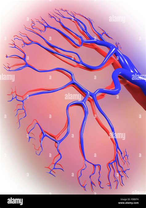 Renal Cortex Hi Res Stock Photography And Images Alamy