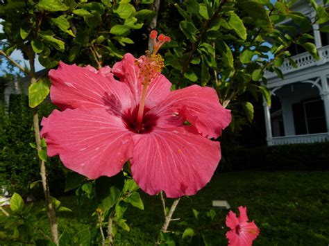 Okay, so this is key west florida and not the botanical gardens of ny or similar where you expect to see exotic flowers blooming with every step you take. Key West vacation and visit guide: Fantastic flowers of ...