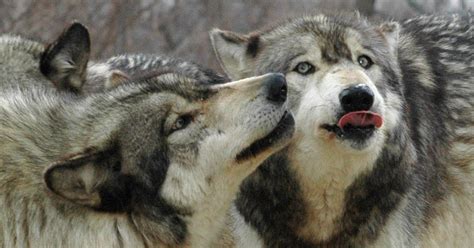 Study Suggests That Wolves Can Communicate With One Another Using Only