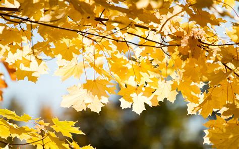 Wallpaper Autumn Leaves Yellow Free Pictures On Fonwall
