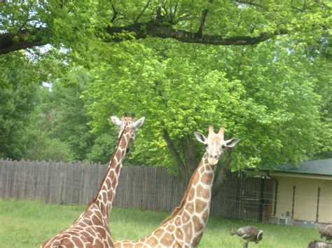 South Dakota Sioux Falls Great Plains Zoo Flickr Photo Sharing