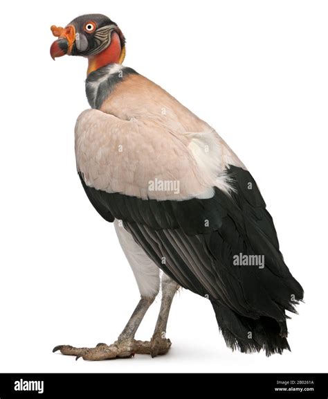 King Vulture Sarcoramphus Papa 10 Years Old In Front Of White