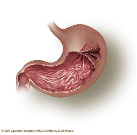 Stomach Png Hd Transparent Stomach Hdpng Images Pluspng