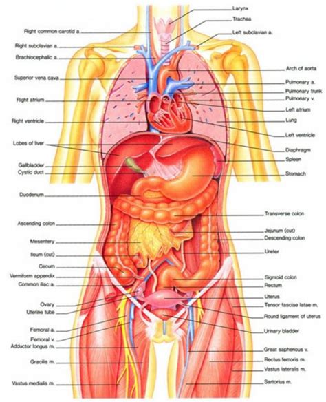 The human body has four limbs. Body Organs Diagram | Template Business