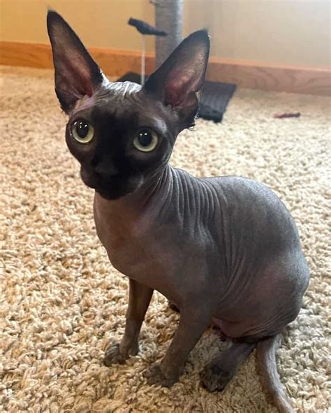 Black Sphynx Cat The Black Hairless Cat With Big Personalities