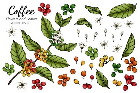 Coffee Flowers And Leaves Drawing 1104779 Vector Art At Vecteezy