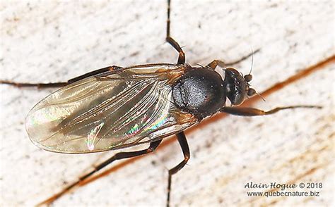 Diptera Bugguidenet