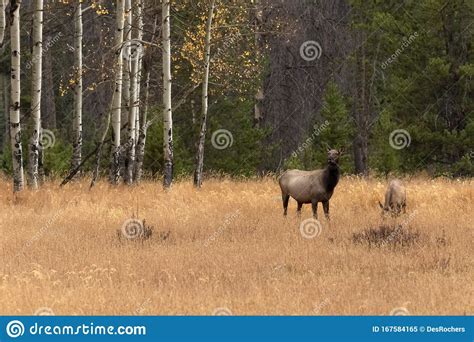 Female Elk Standing In A Meadow Stock Image Image Of Nature Park