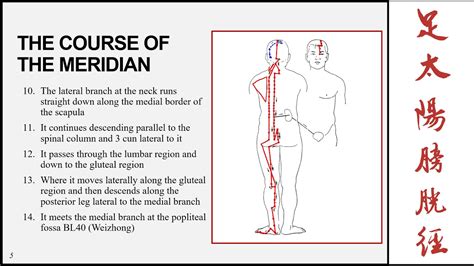 The Bladder Meridian Of The Foot Taiyang Part 1 Youtube