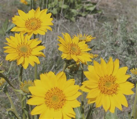 Today the extent of this type of plant community is gone due to development, elimination of burn practices and the subsequent natural process of forest succession. June 25: Interactive garden day at WSU Tri-Cities | WSU ...