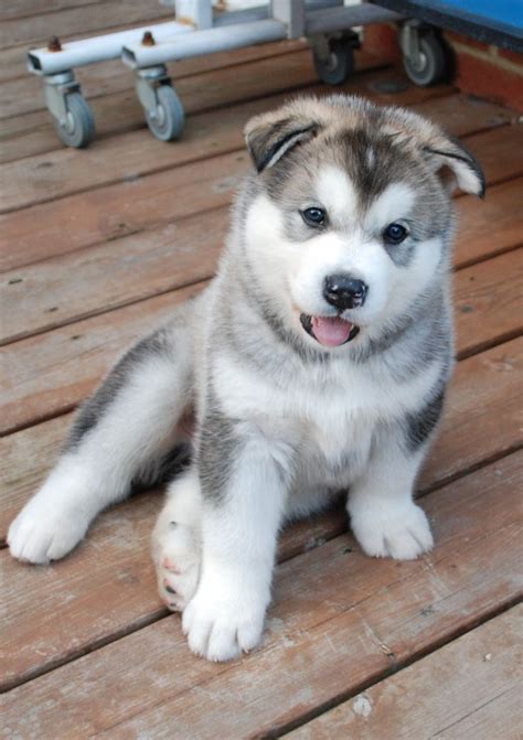 Awesome companion up for adoption. Alaskan Malamute puppies for sale | Jarrow, Tyne and Wear ...