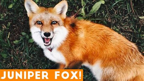 Funniest Juniper Fox Video Compilation Funny Pet Videos Damn Cool Vids