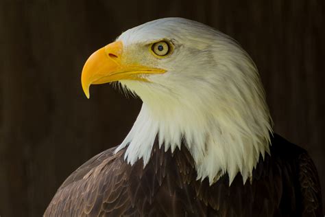 Follow the link below to find out. Watch Bald Eagles Live on The Channel Islands ...