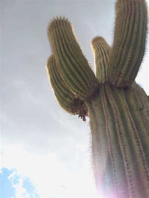 You can specify conditions of storing and accessing cookies in your browser. Saguaro Cactus - Sonoran Desert | Saguaro cactus, Cactus ...