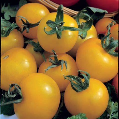 Buy Tomato Or Solanum Lycopersicum Golden Sunrise Tomato Golden Sunrise